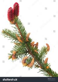 Attēlu rezultāti vaicājumam “Picea abies male flower”