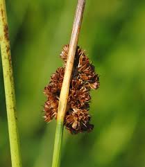 Attēlu rezultāti vaicājumam “Juncus conglomeratus fruit”