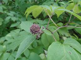 Attēlu rezultāti vaicājumam “Eleutherococcus sessiliflorus”