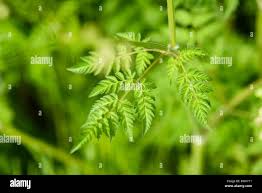 Attēlu rezultāti vaicājumam “Anthriscus sylvestris leaf”