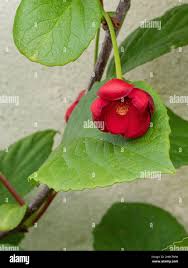 Attēlu rezultāti vaicājumam “Schisandra chinensis flower”