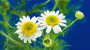 Attēlu rezultāti vaicājumam “Tripleurospermum inodorum flower”