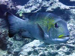 Image result for Monotaxis grandoculis