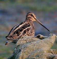 Image result for Gallinago gallinago