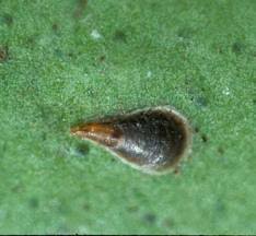 Attēlu rezultāti vaicājumam “Lepidosaphes ulmi imago”