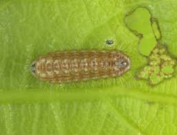Attēlu rezultāti vaicājumam “Satyrium ilicis underside”