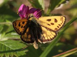 Attēlu rezultāti vaicājumam “Carterocephalus silvicolus”