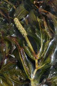 Attēlu rezultāti vaicājumam “Potamogeton lucens”