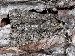 Attēlu rezultāti vaicājumam “Acronicta rumicis imago”