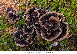 Attēlu rezultāti vaicājumam “Thelephora terrestris”