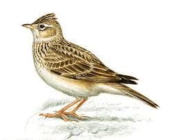 Attēlu rezultāti vaicājumam “Alauda arvensis”