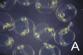 Image result for Pachymetopon grande