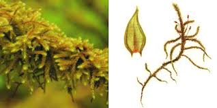 Attēlu rezultāti vaicājumam “Antitrichia curtipendula macro”