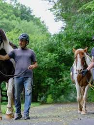 Image result for Annandale Equestrian Centre
