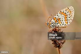 Attēlu rezultāti vaicājumam “Melitaea diamina”