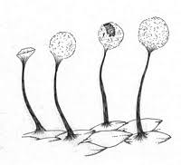 Attēlu rezultāti vaicājumam “Physarum pezizoideum”