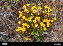 Attēlu rezultāti vaicājumam “Saxifraga hirculus”