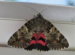 Attēlu rezultāti vaicājumam “Catocala sponsa”