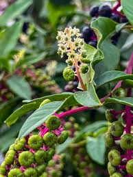 Attēlu rezultāti vaicājumam “Phytolaccaceae”