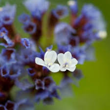 Attēlu rezultāti vaicājumam “Plumbaginaceae”