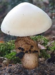 Attēlu rezultāti vaicājumam “Volvariella bombycina”