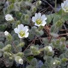 Attēlu rezultāti vaicājumam “Cerastium sylvaticum”