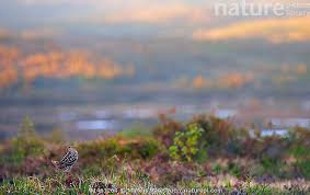 Image result for Gallinago media