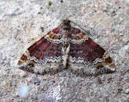 Attēlu rezultāti vaicājumam “Xanthorhoe spadicearia”