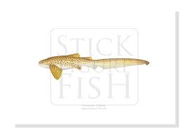 Image result for Stegostoma tigrinum
