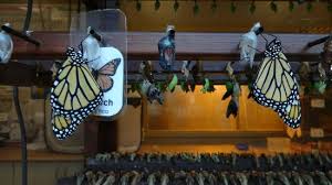 Image result for Cambridge Monarchs