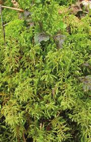 Attēlu rezultāti vaicājumam “Rhytidiadelphus subpinnatus”