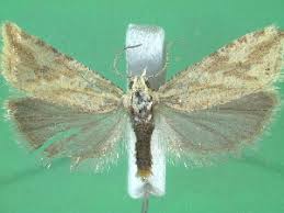 Attēlu rezultāti vaicājumam “Thiodia citrana”