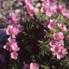 Attēlu rezultāti vaicājumam “Androsace septentrionalis fruit”