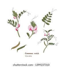 Attēlu rezultāti vaicājumam “Vicia sativa flower”