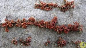 Attēlu rezultāti vaicājumam “Neonectria fuckeliana”