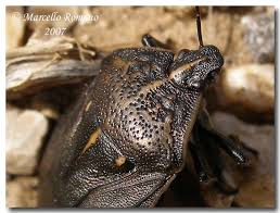 Attēlu rezultāti vaicājumam “Jalla dumosa”