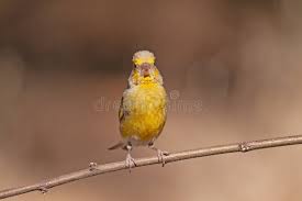 Attēlu rezultāti vaicājumam “Chloris chloris male”