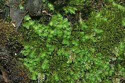 Attēlu rezultāti vaicājumam “Lophozia excisa”