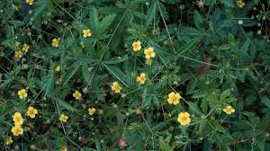 Attēlu rezultāti vaicājumam “Potentilla erecta leaf”