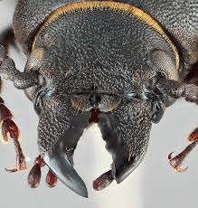 Attēlu rezultāti vaicājumam “Spondylis buprestoides”