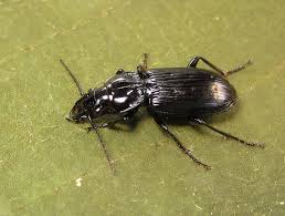 Attēlu rezultāti vaicājumam “Pterostichus aterrimus”