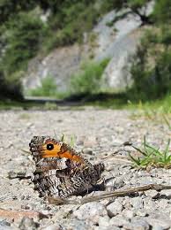 Attēlu rezultāti vaicājumam “Hipparchia semele underside”