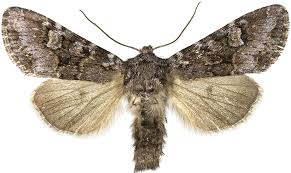 Attēlu rezultāti vaicājumam “Papestra biren”