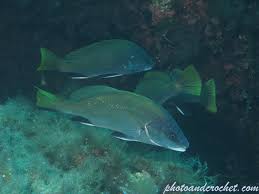 Image result for Sciaena umbra