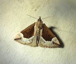 Attēlu rezultāti vaicājumam “Hypena crassalis”