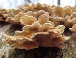 Attēlu rezultāti vaicājumam “Plicaturopsis crispa”