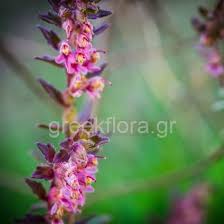 Attēlu rezultāti vaicājumam “Odontites vulgaris fruit”