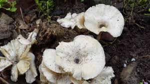 Attēlu rezultāti vaicājumam “Polyporus melanopus”
