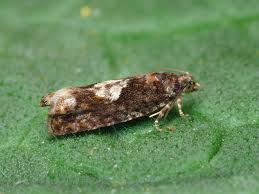 Attēlu rezultāti vaicājumam “Epinotia immundana”