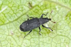 Attēlu rezultāti vaicājumam “Magdalis sp.”